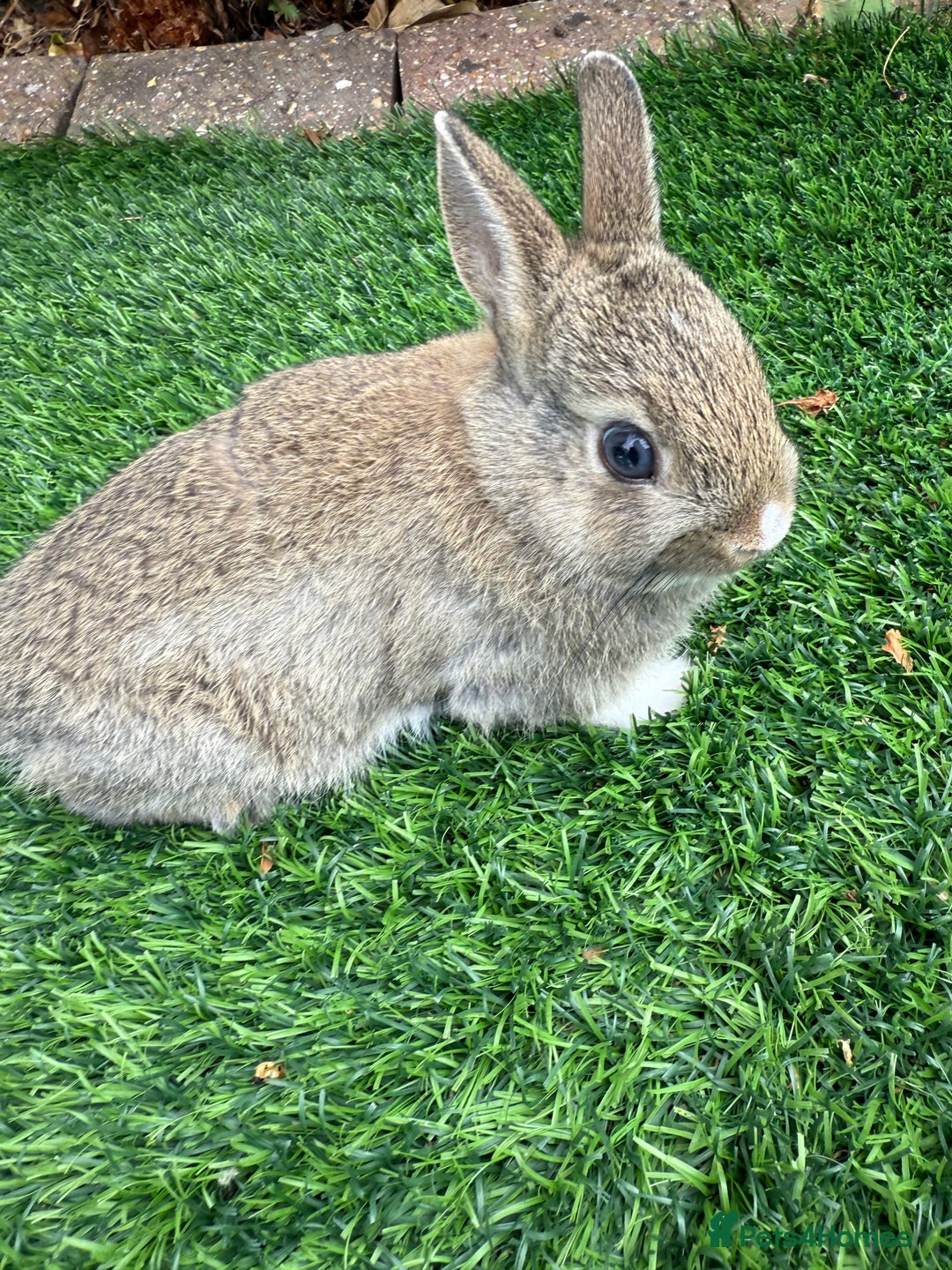 Netherland Dwarf rabbits for sale: Pure Netherland Dwarf  - Image 7