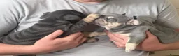 French Bulldog dogs for sale:  Unexpectedly Available – Voldemort - Advert 5