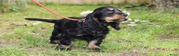 Cocker Spaniel dogs for sale: Last Male Ready Now Show Type Kc Reg  - Advert 23