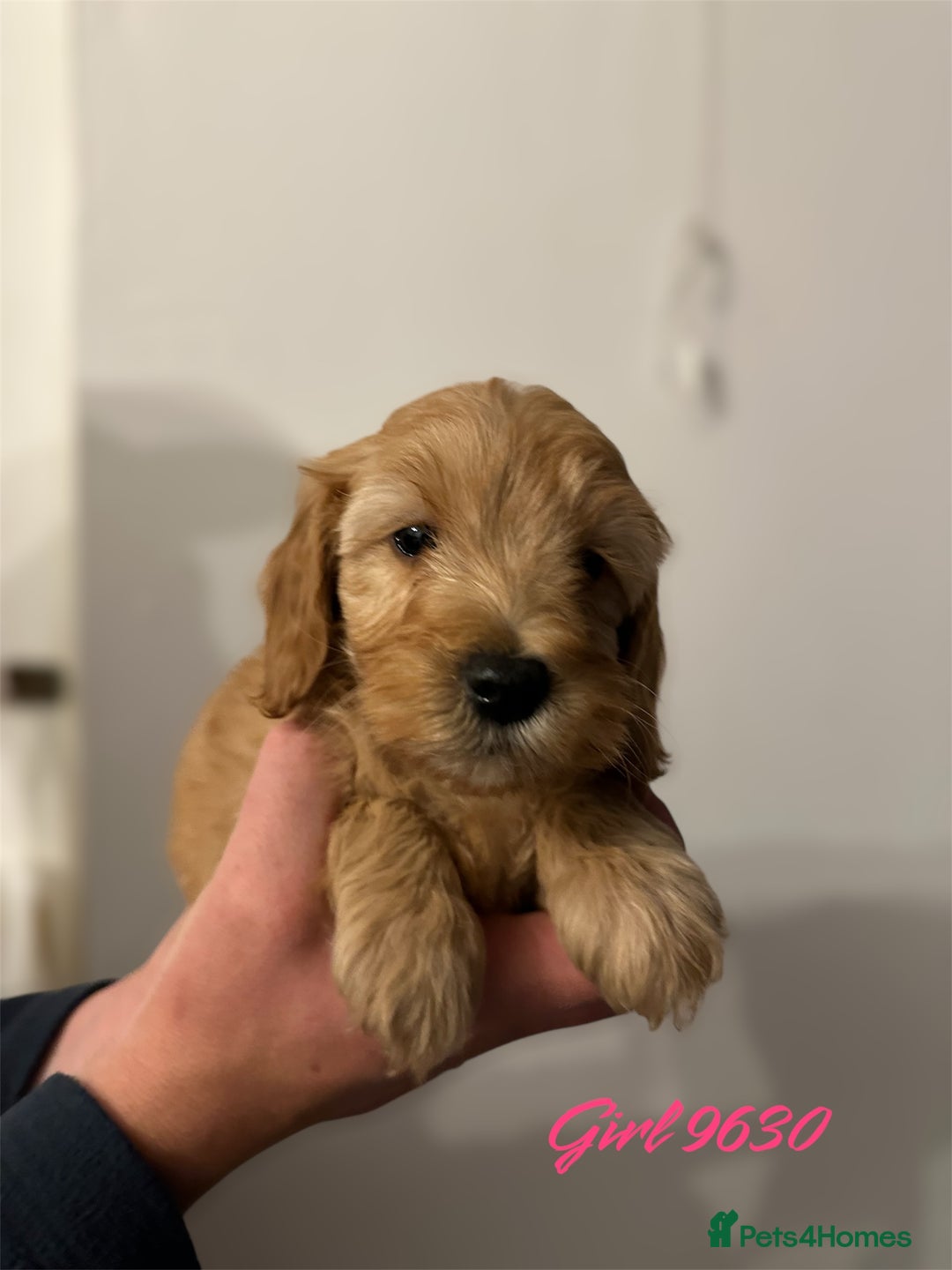 Cockapoo dogs for sale: DEEP RED COCKAPOOS READY NOW - Image 10