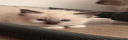 Ragdoll cats for sale: 3 Female Ragdoll Kittens  - Advert 9