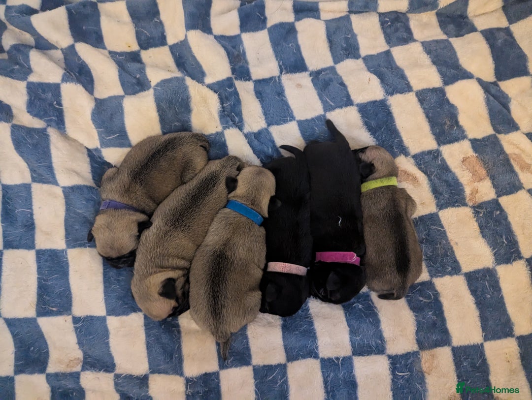 Pug dogs for sale: Pug puppies  - Image 21