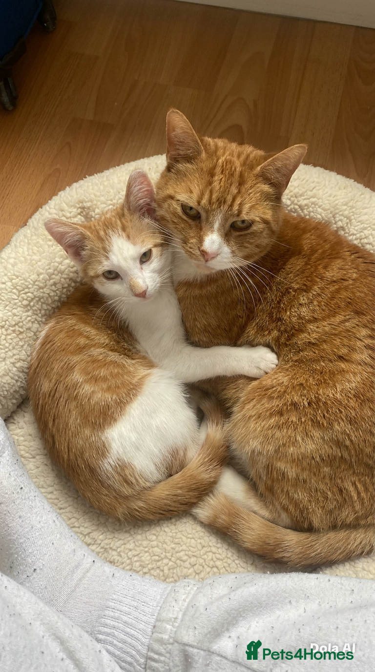 Bombay cats Selling ginger kitten  - Advert 1