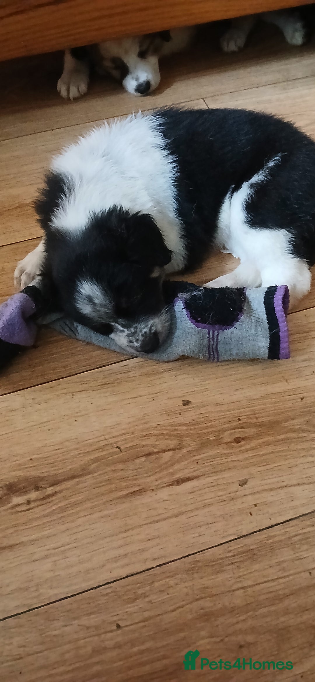 Border Collie dogs for sale: My babies  - Image 1