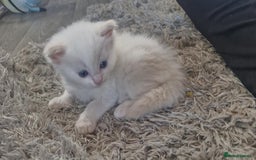 Ragdoll cats for sale: Ready in a week! Stunning Rare Ragdoll babies! - Image 12