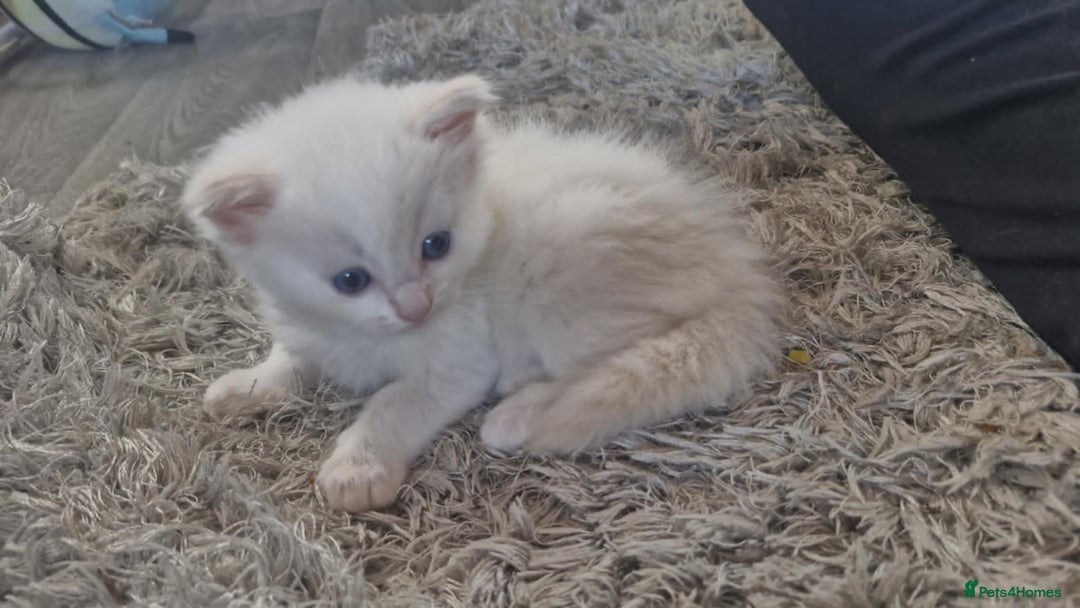 Ragdoll cats for sale: Ready in a week! Stunning Rare Ragdoll babies! - Image 12