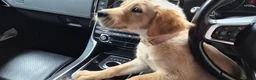Golden Retriever dogs for sale: Golden retriever  - Advert 2