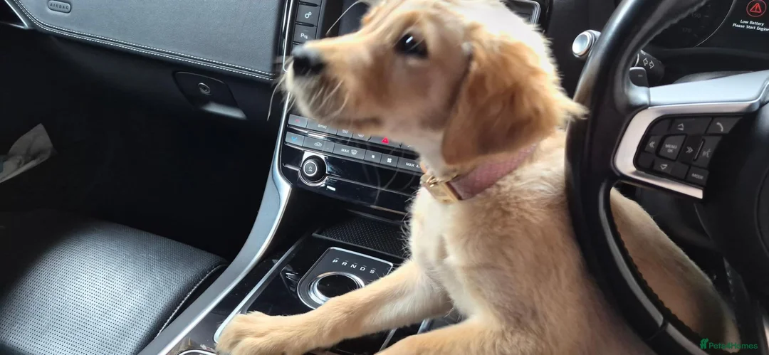 Golden Retriever dogs for sale: Golden retriever  - Advert 2