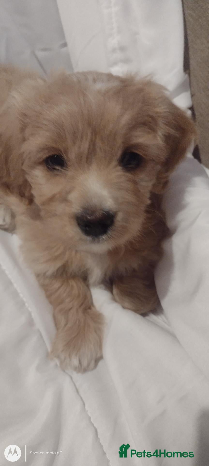 Cavapoochon dogs Two stunning blondes in London. - Advert 1