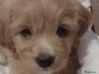 Cavapoochon dogs Two stunning blondes in London. - Advert 1