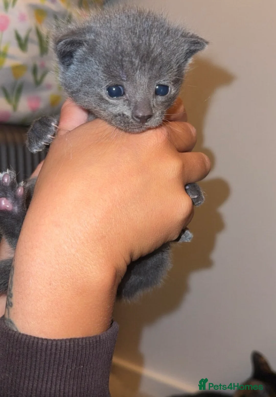 Mixed Breed cats for sale: Male grey kitten  - Advert 3