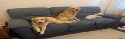 Golden Retriever dogs for sale: Golden retriever puppies for sale in Ashtead - Advert 9