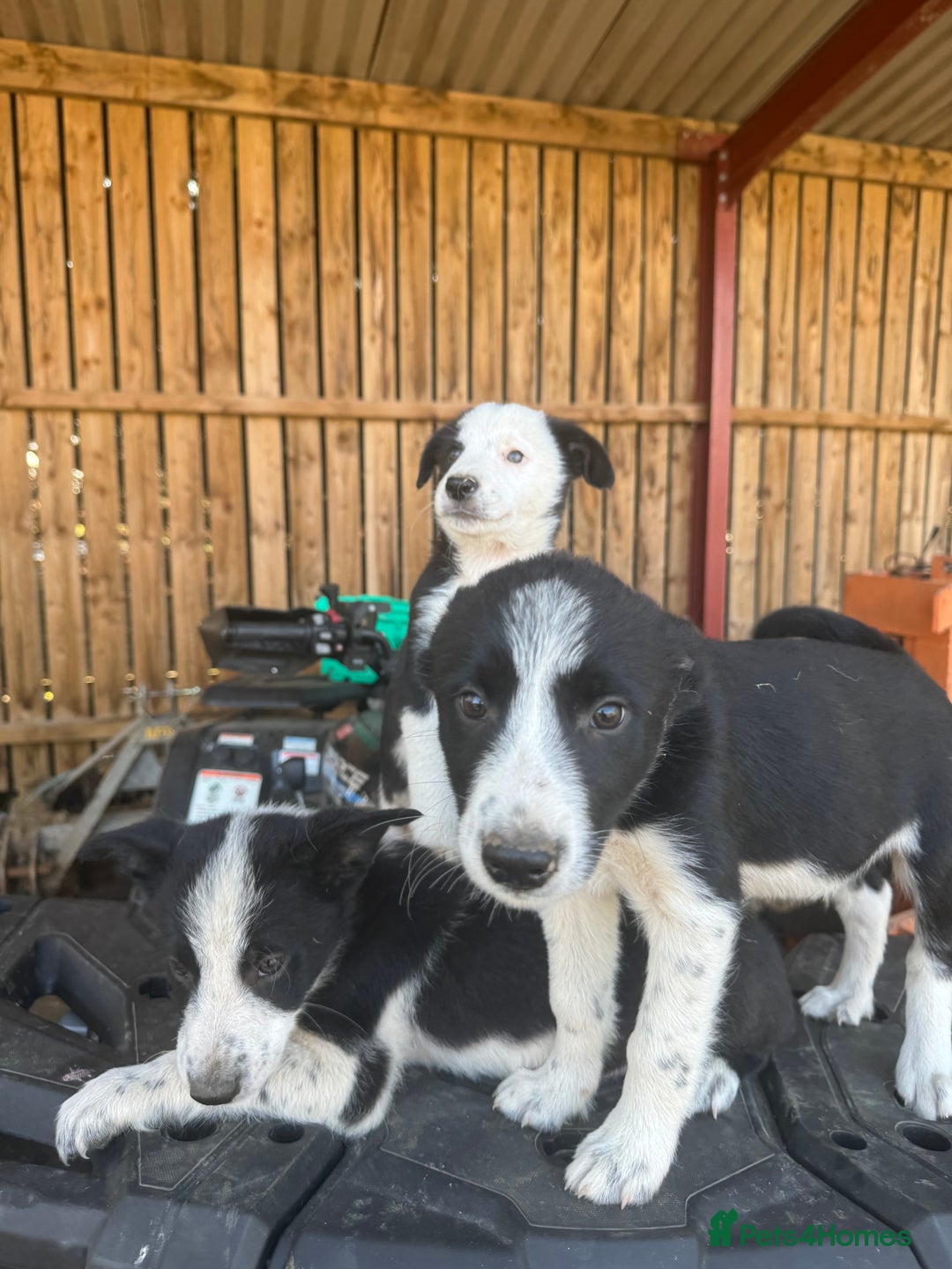 Border Collie dogs for sale: 3 males left .. female now sold! - Image 30
