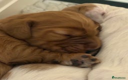 Cocker Spaniel dogs for sale: Show Type Cocker Spaniels - Image 2