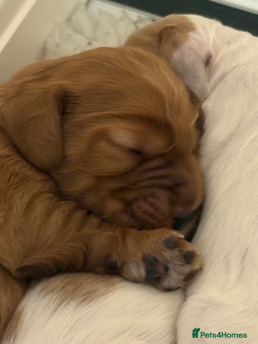 Cocker Spaniel dogs for sale: Show Type Cocker Spaniels - Image 2