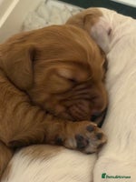 Cocker Spaniel dogs - Advert 13