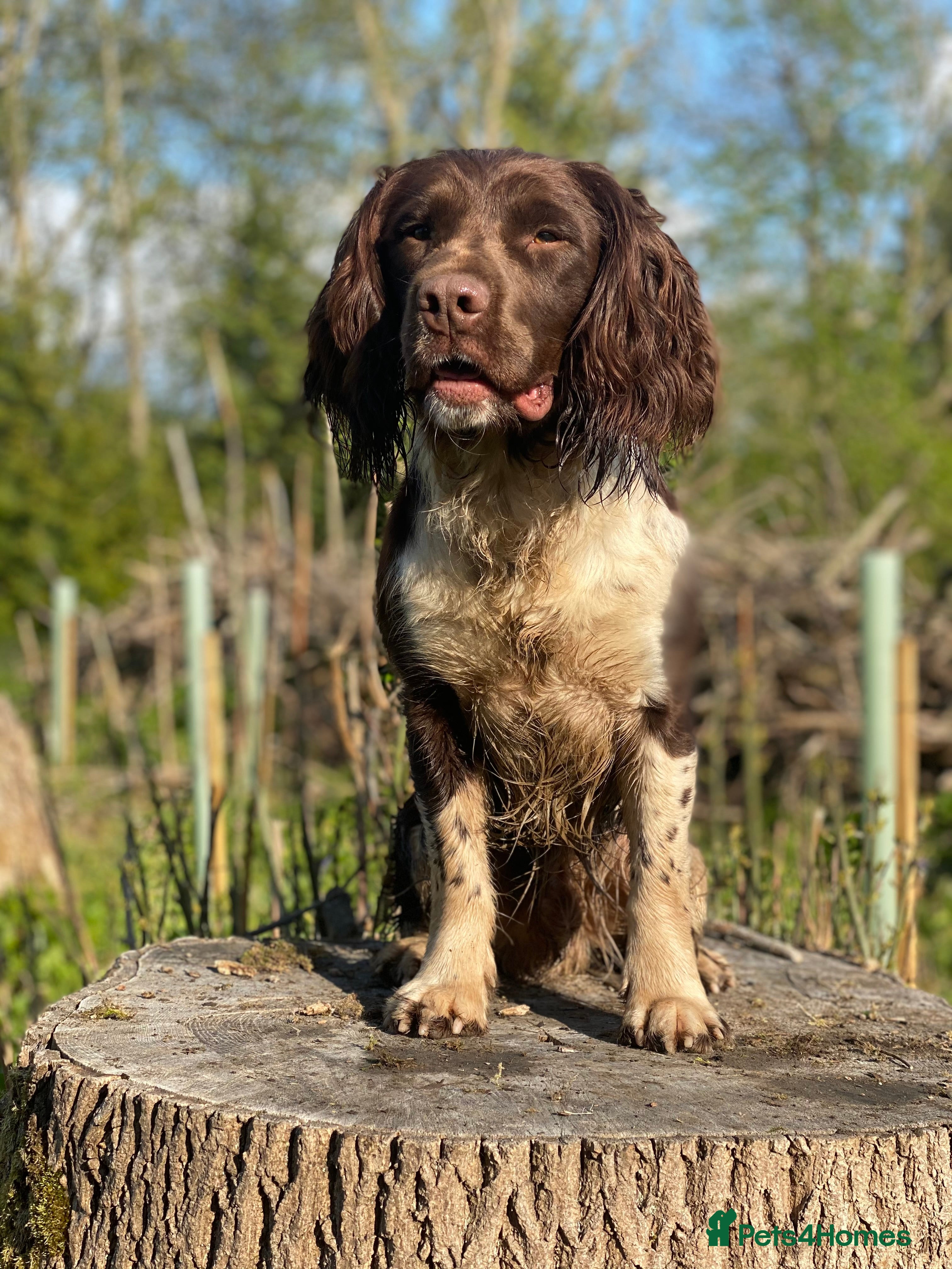 English Springer Spaniel dogs Heavy marked springer spaniel  in Ross-on-Wye - Advert 13