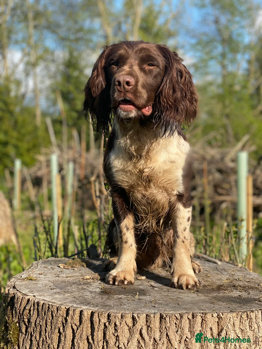 English Springer Spaniel dogs for stud: Heavy marked springer spaniel  in Ross-on-Wye - Advert 1