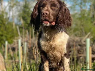 English Springer Spaniel dogs Heavy marked springer spaniel in Ross-on-Wye - Advert 5