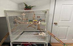 Budgerigars birds for sale: 20 week old semi tame female budgie with cage  - Image 3