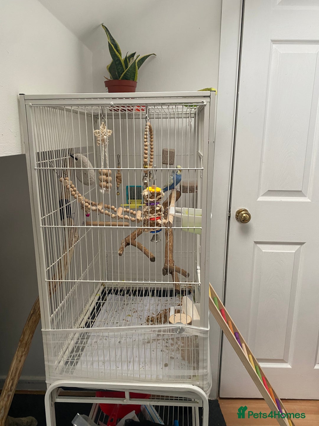 Budgerigars birds for sale: 20 week old semi tame female budgie with cage  - Image 3