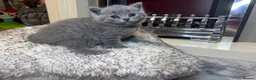 British Shorthair cats for sale: British shorthair kittens  - Advert 12