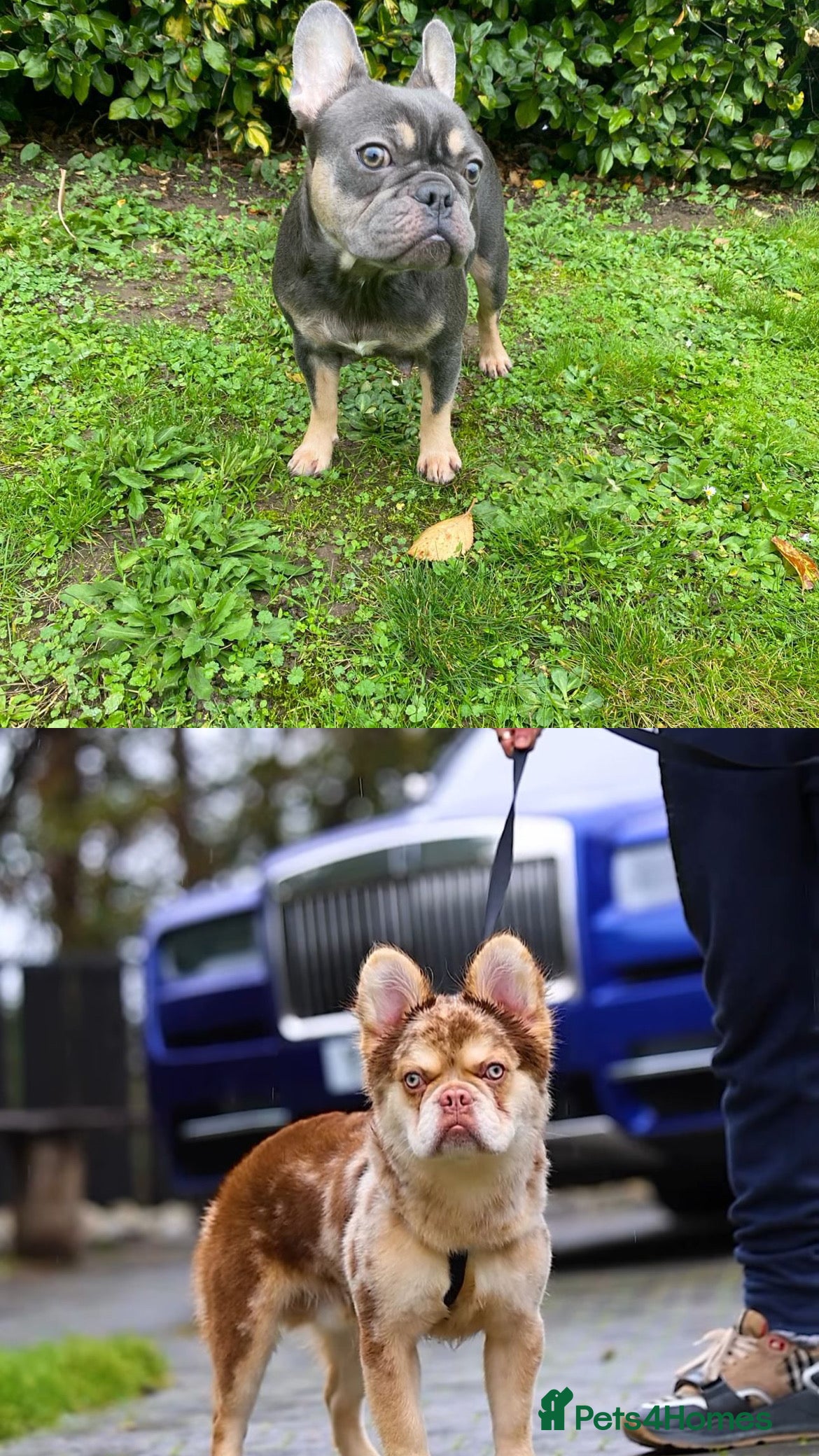 French Bulldog dogs The triplet boys  - Advert 1