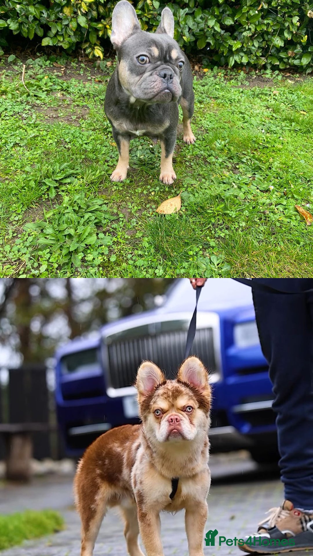 French Bulldog dogs for sale: The triplet boys  - Advert 1