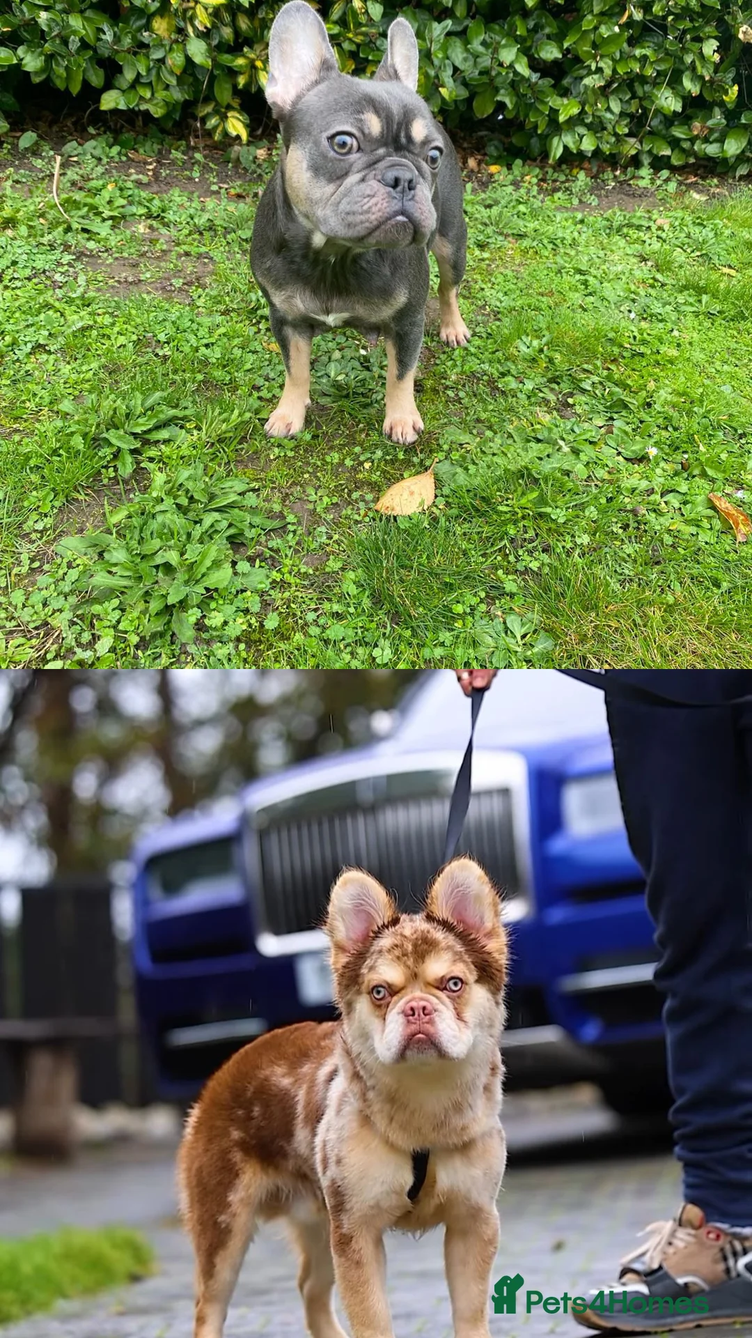 French Bulldog dogs for sale: The triplet boys  - Advert 1