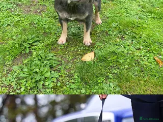 French Bulldog dogs The triplet boys - Advert 11