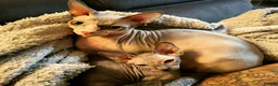 Sphynx cats for sale: Mother and son Sphynx for sale - Advert 6