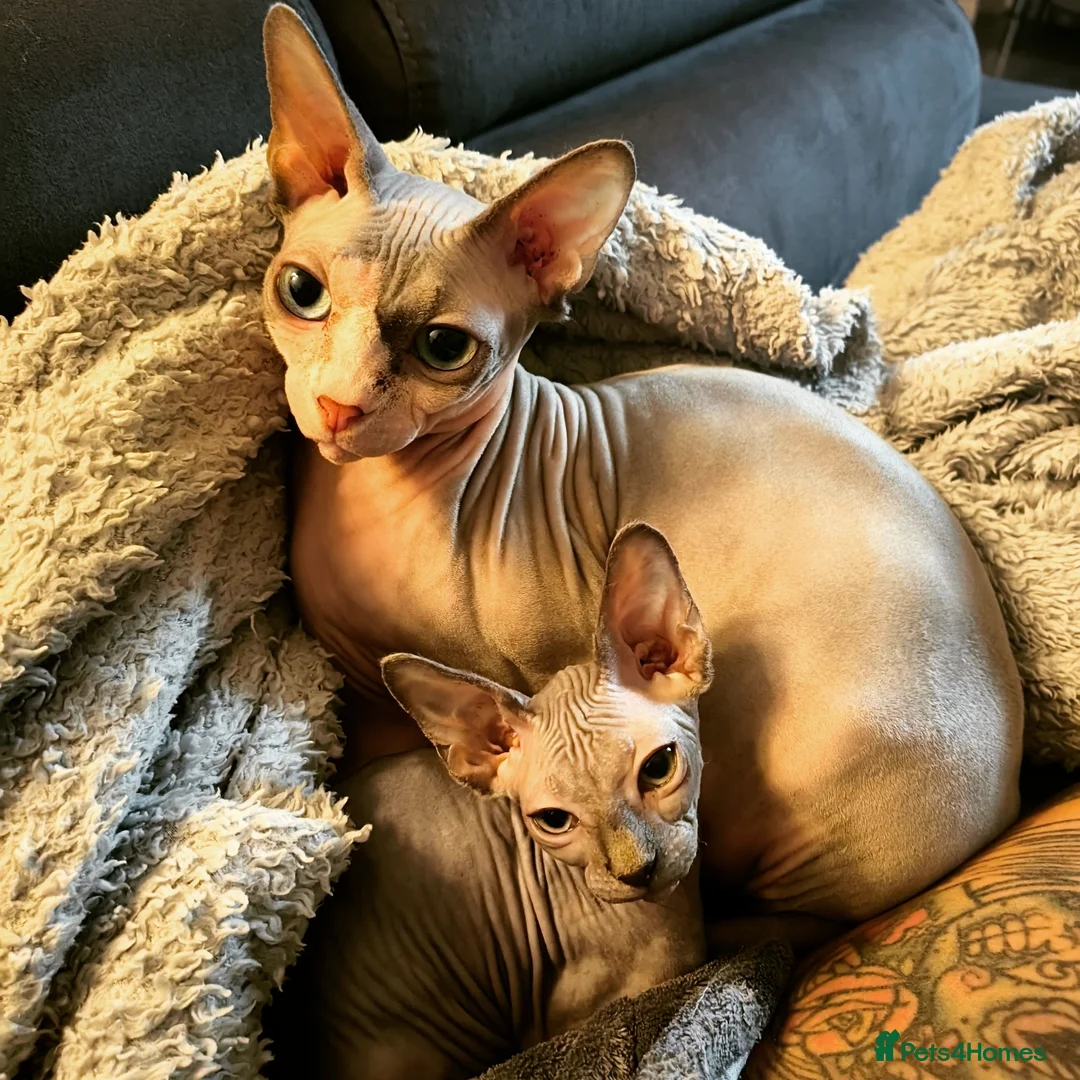 Sphynx cats for sale: Mother and son Sphynx for sale - Advert 6