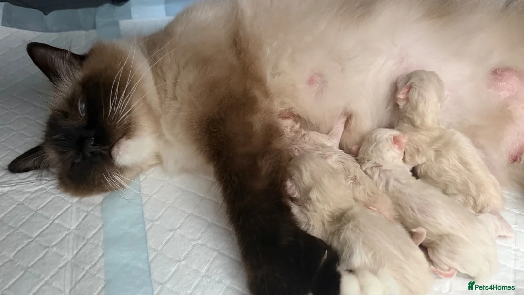 Ragdoll cats for sale: Last kitten! Reduced! - Advert 4
