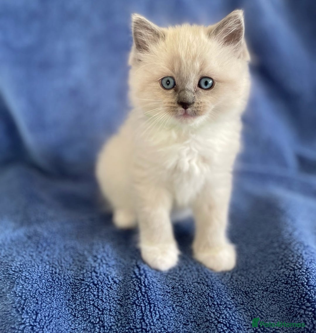 Ragdoll cats for sale: Honest playful rag dolls  up for new homes - Image 5