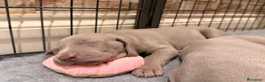 Puppy 4