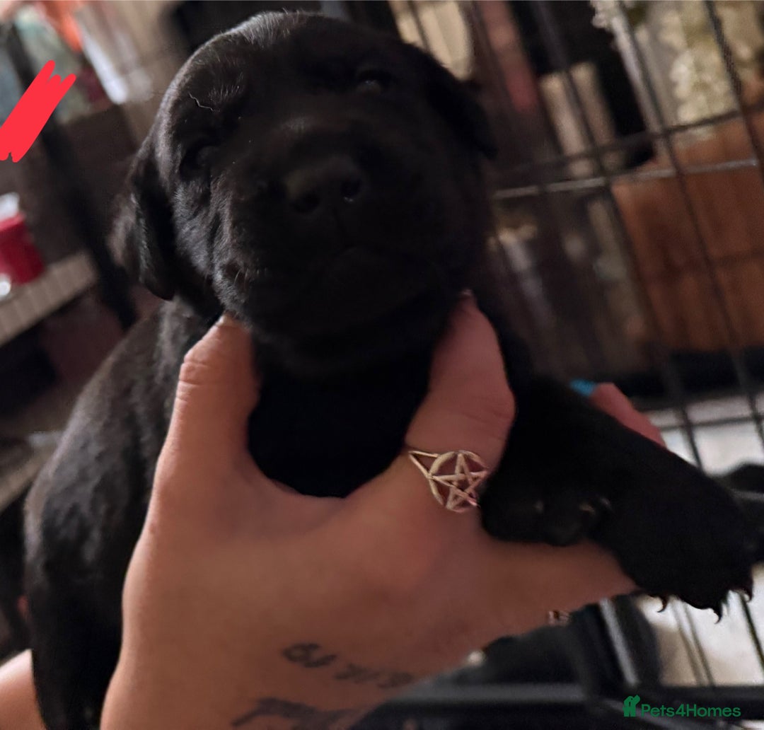 Labrador Retriever dogs for sale: Stunning litter of pure bred black Labrador pups  - Image 29