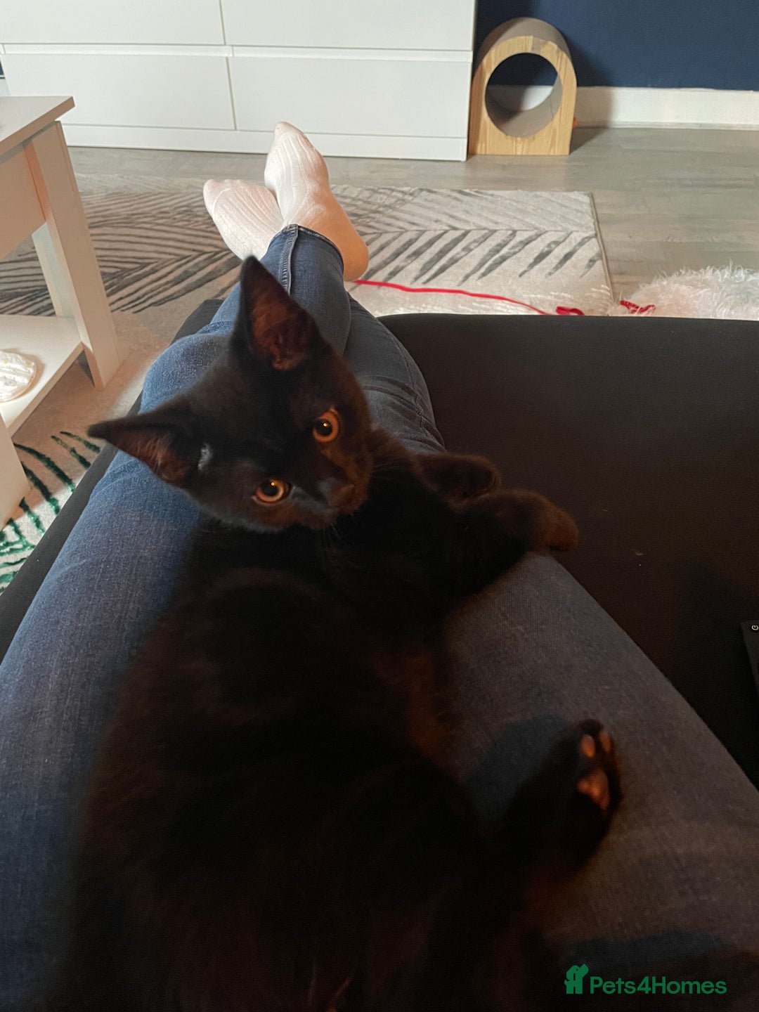 Balinese cats for sale: Cat for sale - Advert 9