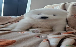 Samoyed dogs for sale: 2wonderful, purebred boys. (For therapy dogs) - Image 4
