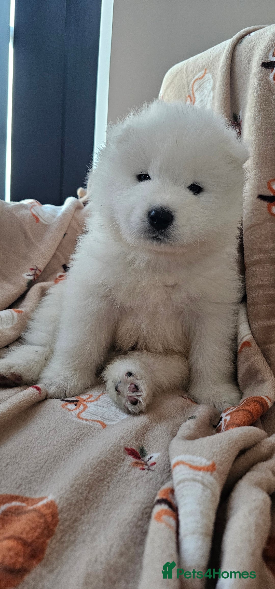 Samoyed dogs for sale: 2wonderful, purebred boys. (For therapy dogs) - Image 4