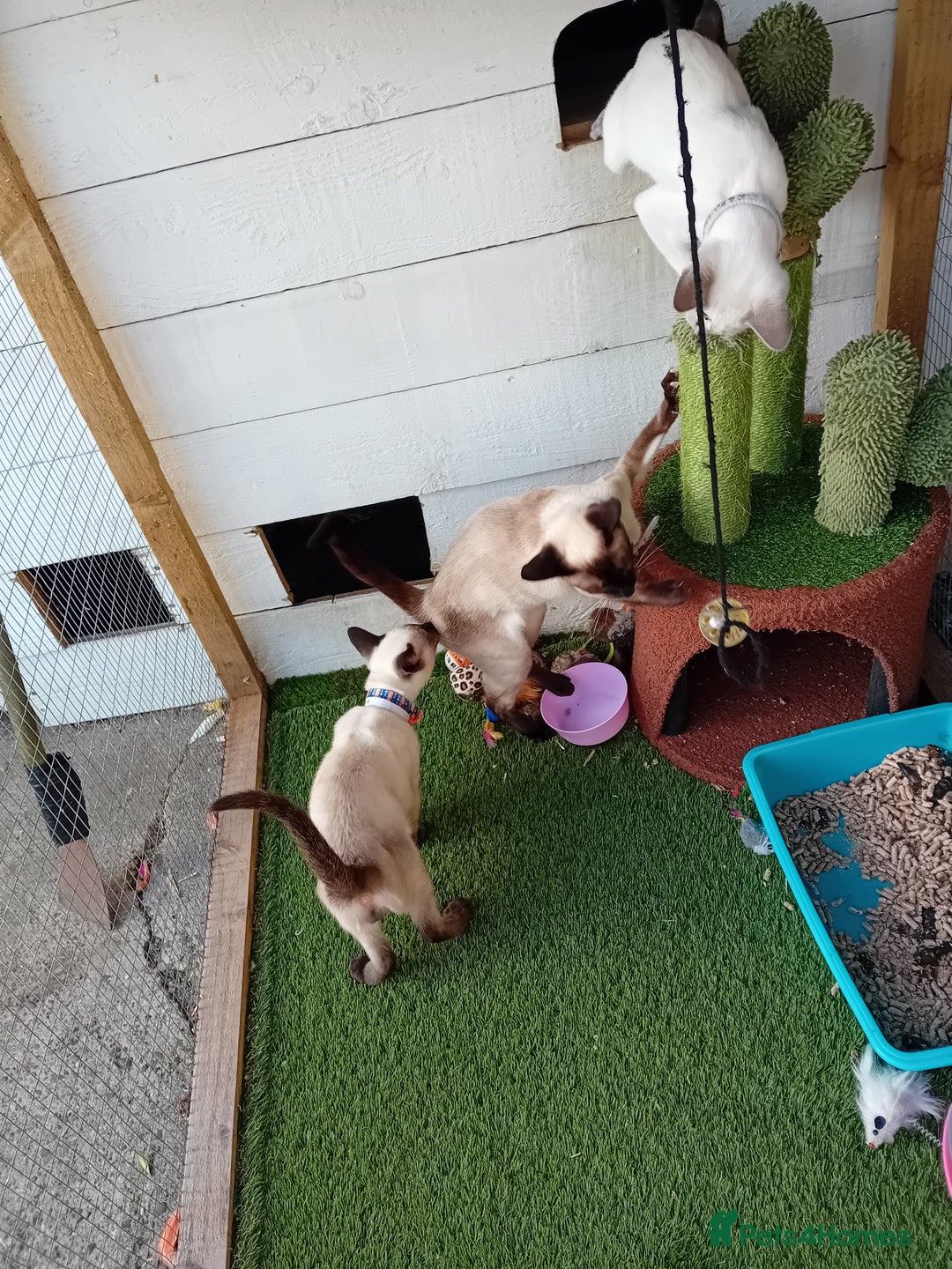 Siamese cats for sale: Kittens - Image 4