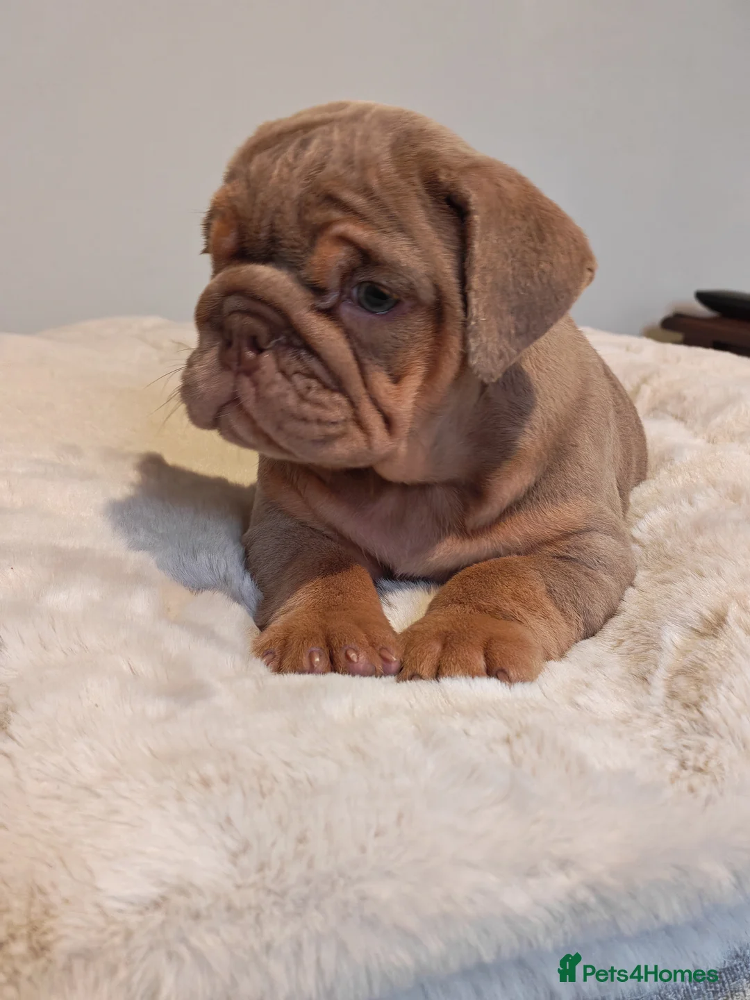 English Bulldog dogs for sale: English bulldog  - Advert 8