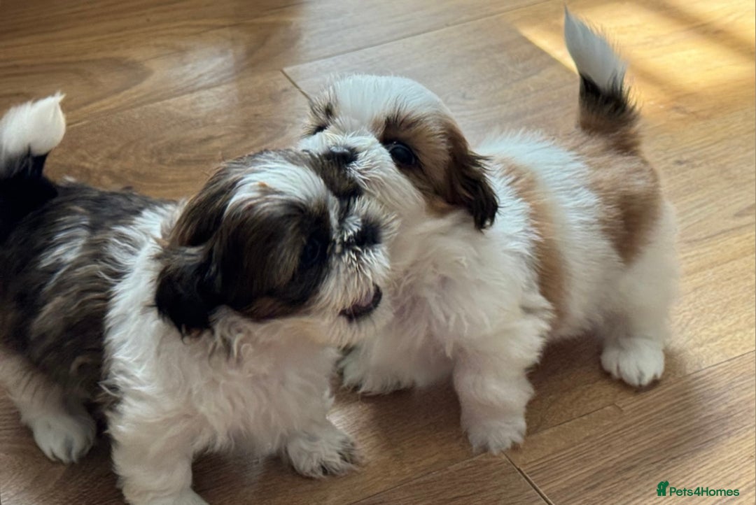 Shih Tzu dogs for sale: Three Beautiful male Shih tzu puppies  - Image 2