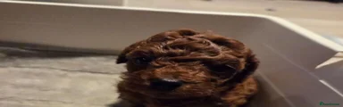 Toy Poodle 1