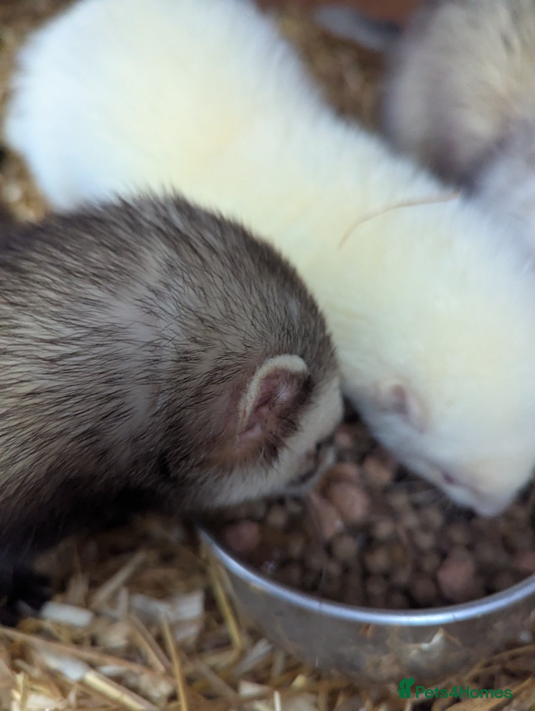 Ferret rodents for sale: Several beautiful ferrets - Advert 7