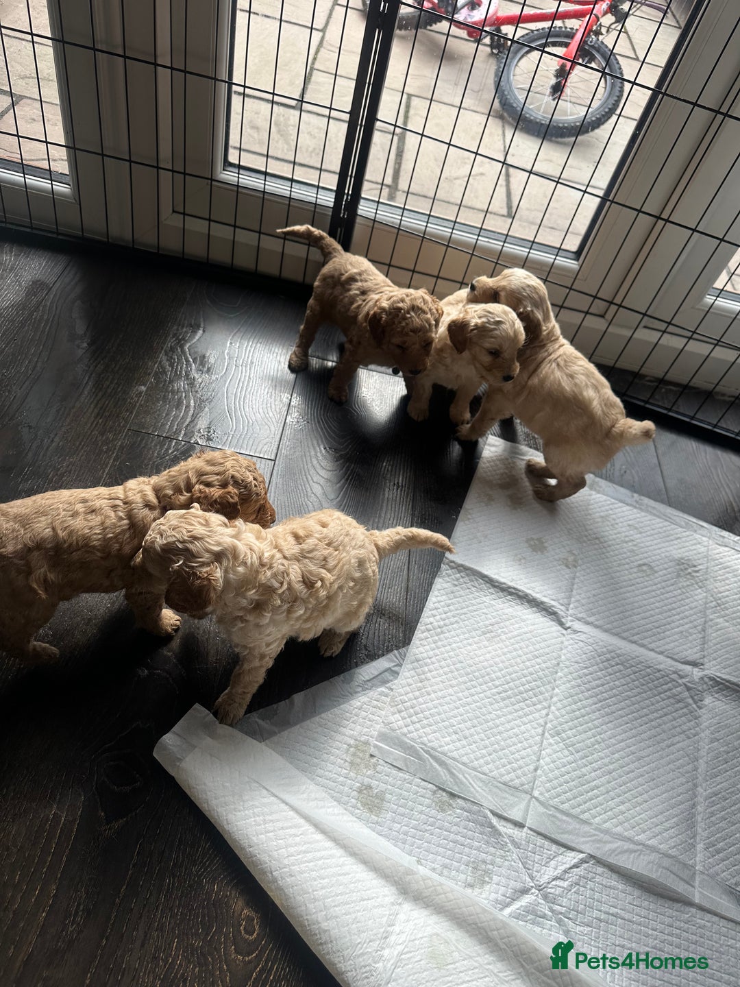 Labradoodle dogs for sale: Beautiful labradoodles for Sale  in Stoke-on-Trent - Image 24
