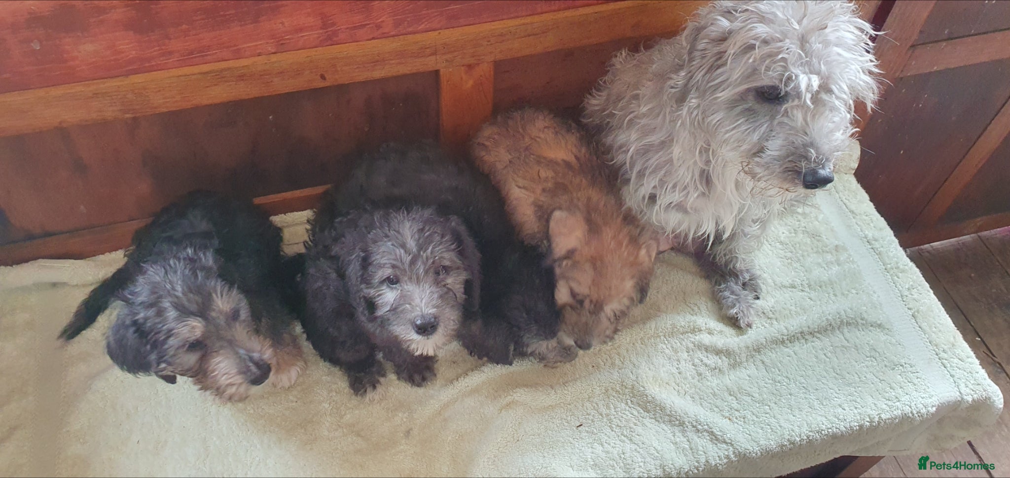 Bedlington Terrier dogs Beautiful bedlington cross puppies  - Advert 1