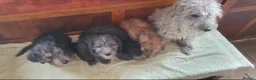 Bedlington Terrier dogs for sale: Beautiful bedlington cross puppies  - Advert 1