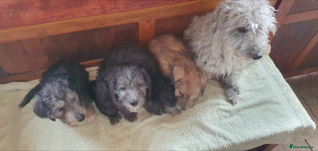 Bedlington Terrier dogs for sale: Beautiful bedlington cross puppies  - Advert 1