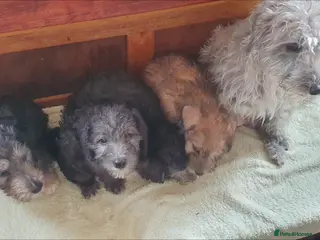 Bedlington Terrier dogs Beautiful bedlington cross puppies - Advert 1