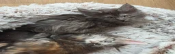 Maine Coon cats for sale: Maine coon kittens Ready Now - Advert 34